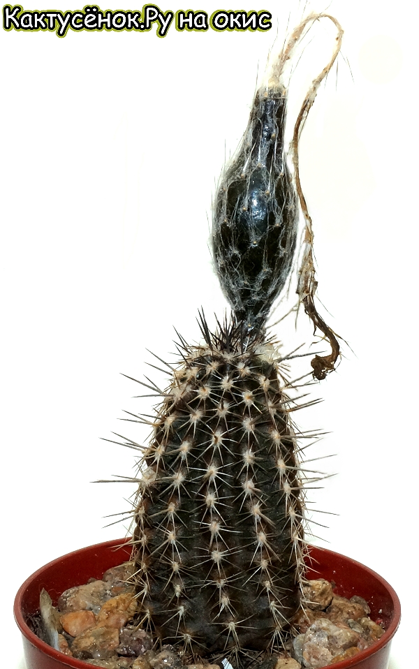 Сетиэхинопсис мирабилис Setiechinopsis mirabilis Плод Кактусёнок.Ру на окис.